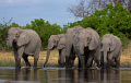 Monde Éléphant : une entreprise engagée dans la préservation de l'espèce animale