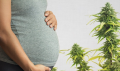 Grossesse et cannabis : quelles conséquences sur le sommeil du bébé ?