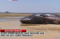 7 cachalots échoués sans raison sur une plage en Australie