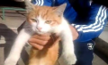Le tortionnaire du chat à Marseille condamné à 1 an ferme