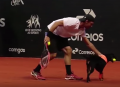 Tennis : Des chiens ramasseurs de balles à l'Open du Brésil