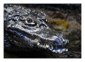 15 000 crocodiles s'échappent d'une ferme en Afrique du Sud