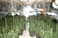 662 pieds de cannabis découvert en Seine-et-Marne dans une maison par la police