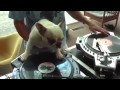 Un chien qui scratch sur vinyl