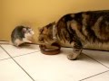 Un chat partage son lait avec un rat