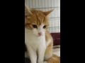 Vidéo du chaton Oscar suite à l'affaire Farid Ghilas