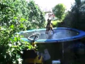 Les chiens adorent le trampoline ! Si si !