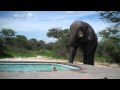 Cet éléphant s'invite chez vous pendant une piscine party !