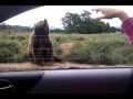 L'ours qui dit bonjour
