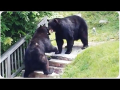 Deux ours se battent dans la rue