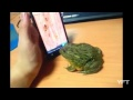 Ta grenouille en iPhone