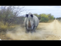 Agression d'automobilistes par un rhinocéros !