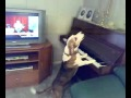 Ce chien chante en jouant du piano