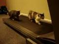 Les chats et le tapis roulant