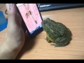 Une grenouille joue aux jeux vidéo