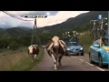 Chute au Dauphiné libéré, cyclistes contre vaches