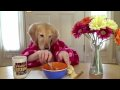 Le petit déjeuner de Ginger, le golden Retriever