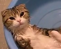 C'est la vie de chat d'eau.