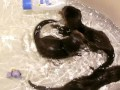 Des bébés loutres jouent dans une baignoire
