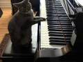 Un chat au piano