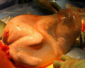 Photo unique d'un bébé dans sa poche amniotique