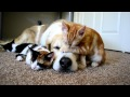 Une histoire d'amitié entre chien et chats