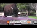 Un bison en voiture, pour aller boire une bière