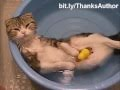 Les chats aiment-ils l'eau ou non ?