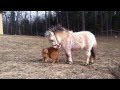 Un mini-cheval et un gros chat vivent le grand amour