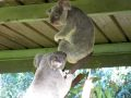 Baston de Koala