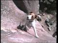 Un chien qui fait de l'escalade