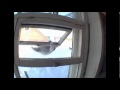 Un chat ninja passe par la fenêtre