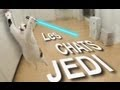 Les chats Jedi