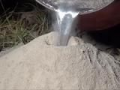 Remplir une fourmilière d'aluminium liquide pour faire une oeuvre d'art