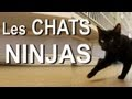 Les chats ninjas, ce n'est pas une légende urbaine