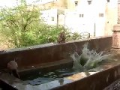 Vidéo insolite : des singes font des bombes dans une fontaine