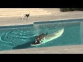 Ce chat fait du surf pour échapper à un chien