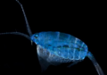 Les secrets du plancton se dévoilent avec l'Expédition Tara Oceans