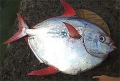 Lampris Guttatus, un premier poisson à sang-chaud !