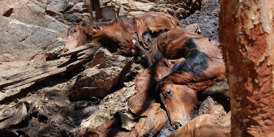 Abattage controversé de milliers de chevaux sauvages en Australie