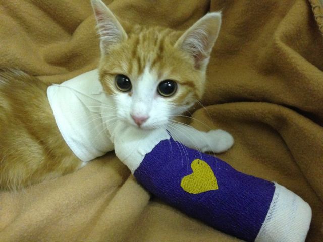 Oscar le chat fractures
