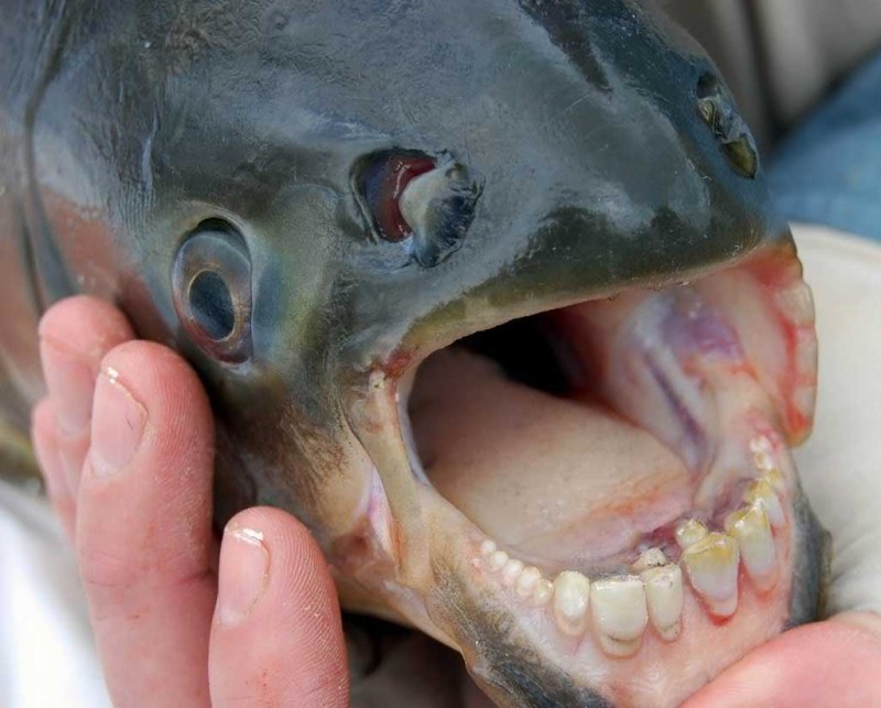 Pacu - Piranha dents humaines