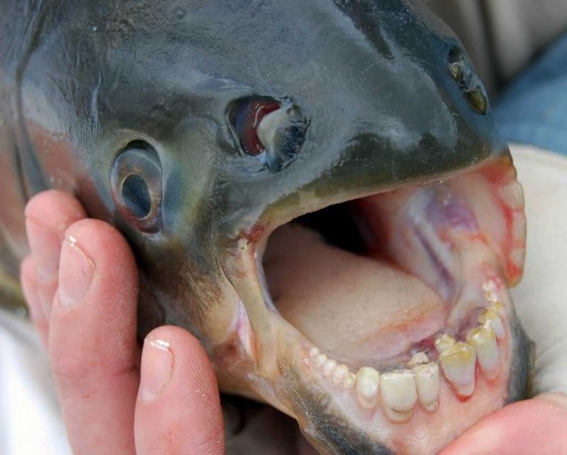 Poisson mangeur de testicules Pacu - Piranha dents humaines